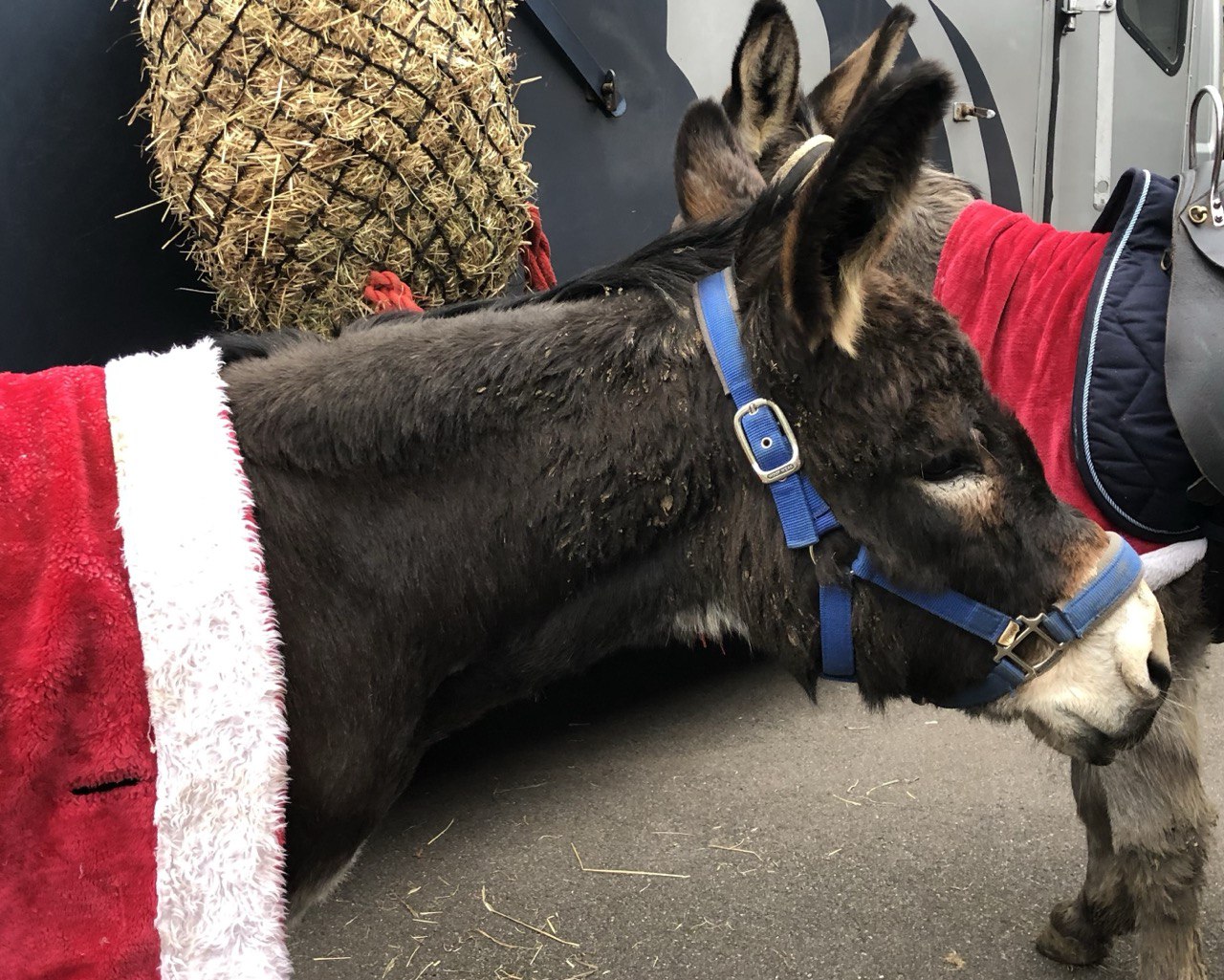 donkeys in Christmas gear